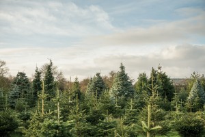 Snowbird Christmas Tree Farm, Bourne Commercial Photographer, Melton Mowbray Commercial Photographer