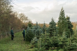 Snowbird Christmas Tree Farm, Bourne Commercial Photographer, Melton Mowbray Commercial Photographer